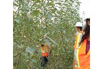 Hybrid poplar on mine rock waste