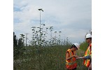 Hybrid poplar leaf loss