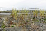 Willow planted on acidic mine waste