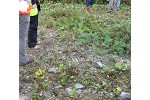 Native willows in mine waste rock