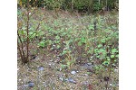 Native willows on mine rock waste