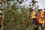 Hybrid poplar and willow on mine waste