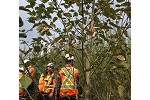 Hybrid poplar and willow on mine waste