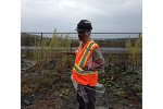 Willow planted on acidic mine waste