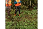 Mine waste revegetation trial